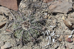 Echinocactus horizonthalonius horizonthalonius