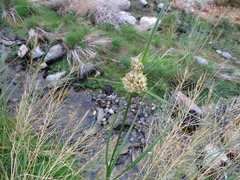 Bolboschoenus maritimus paludosus