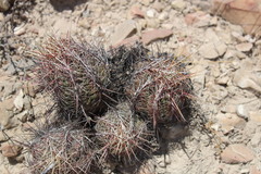 Thelocactus bicolor bicolor