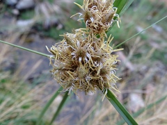 Bolboschoenus maritimus paludosus