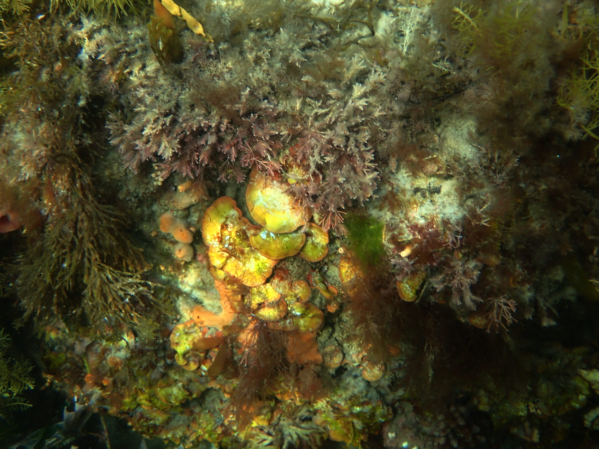 Red Algae Sp. (Sonderophycus capensis) - Tomahawk, Tasmania