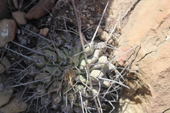 Thelocactus rinconensis