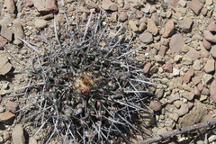 Thelocactus rinconensis