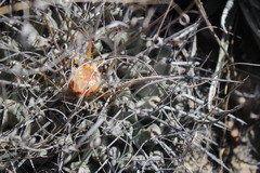 Thelocactus rinconensis