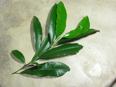 Aspidosperma spruceanum