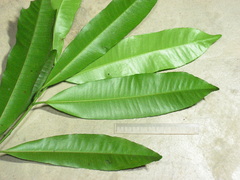 Aspidosperma spruceanum