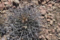 Thelocactus rinconensis