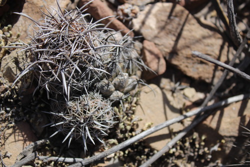 Coryphantha salinensis