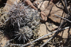 Coryphantha salinensis