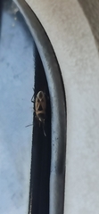 Xanthochilus saturnius