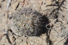 Coryphantha salinensis