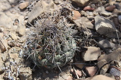Coryphantha salinensis