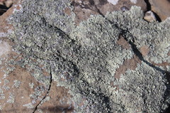 Xanthoparmelia