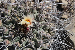 Thelocactus rinconensis