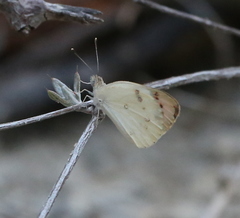 Colotis guenei