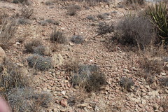 Thelocactus rinconensis