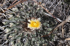 Thelocactus rinconensis