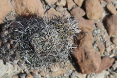 Coryphantha salinensis