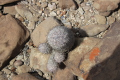 Mammillaria pottsii