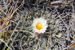 Thelocactus rinconensis