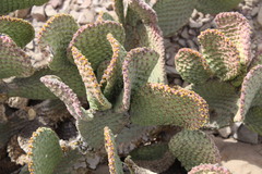 Opuntia microdasys