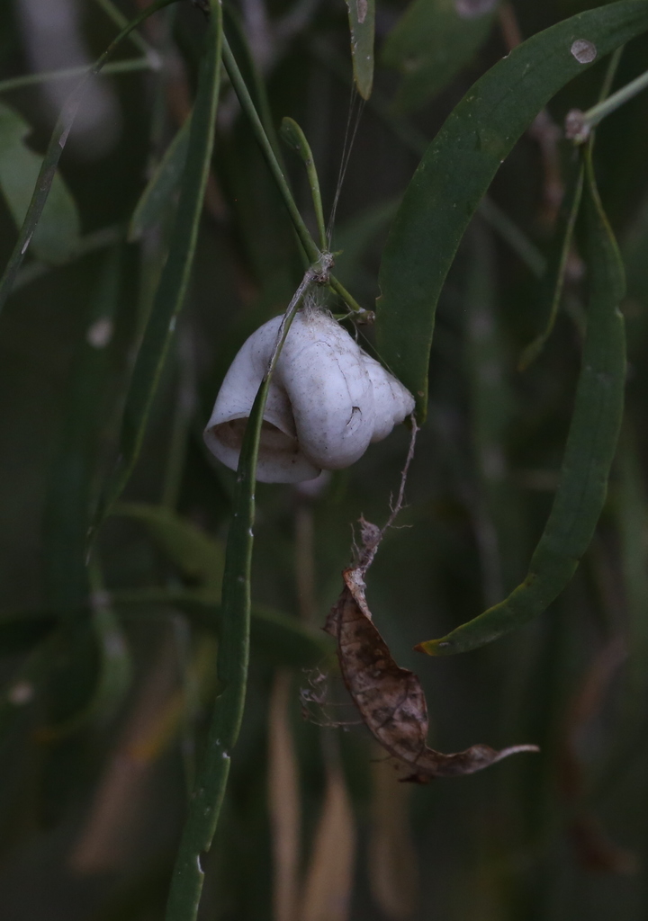 Olios coenobitus