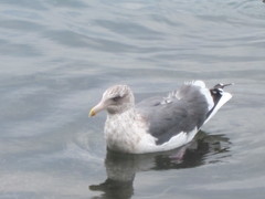 Larus argentatus