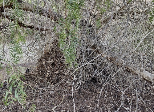 iNaturalist observation photo of Big-eared Woodrat