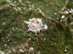 Marginopora