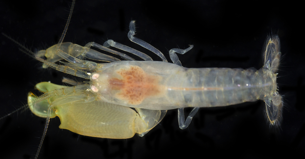 Synalpheus bituberculatus