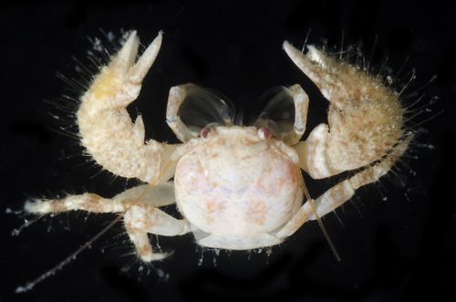 Pachycheles pisoides observed 2017-05-24
