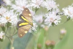 Phaeochlaena lampra