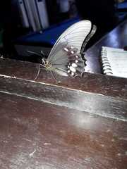 Heraclides anchisiades