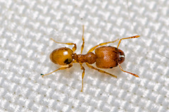 Pheidole bilimeki