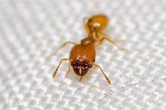 Pheidole bilimeki