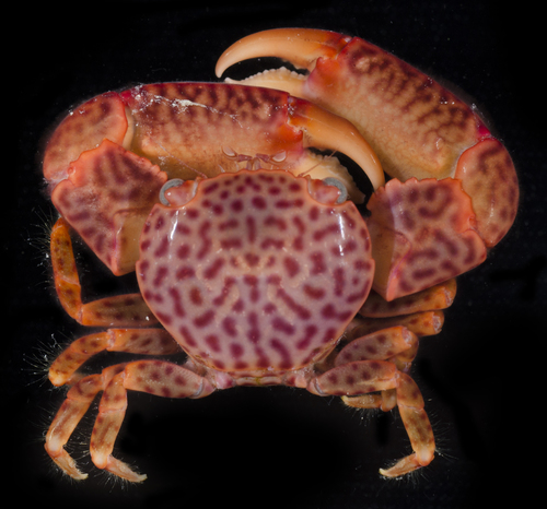 Trapezia intermedia in life