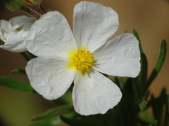 Cistus umbellatus