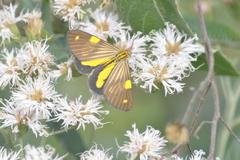 Phaeochlaena lampra