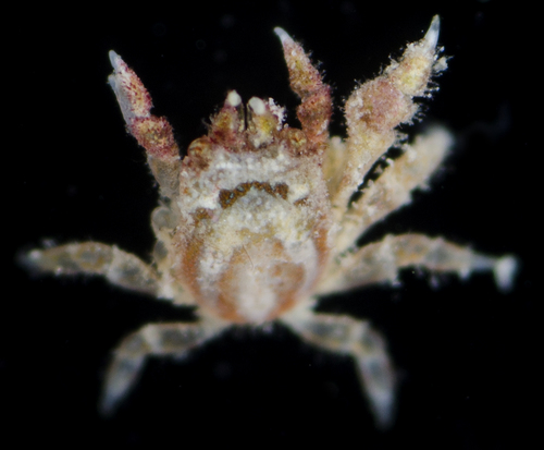 Opecarcinus