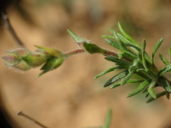 Cistus umbellatus