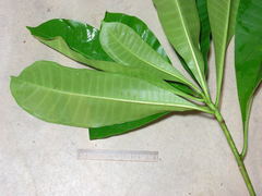 Himatanthus bracteatus