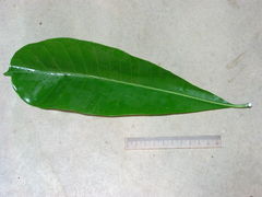 Himatanthus bracteatus