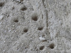 Myrmeleon formicarius