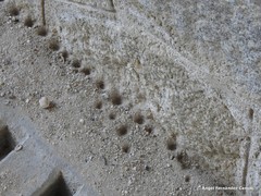 Myrmeleon formicarius