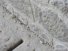 Myrmeleon formicarius