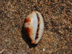 Bistolida stolida lorrainae