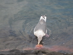 Larus argentatus