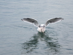 Larus argentatus