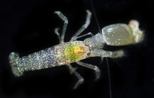 Alpheus brevipes in life