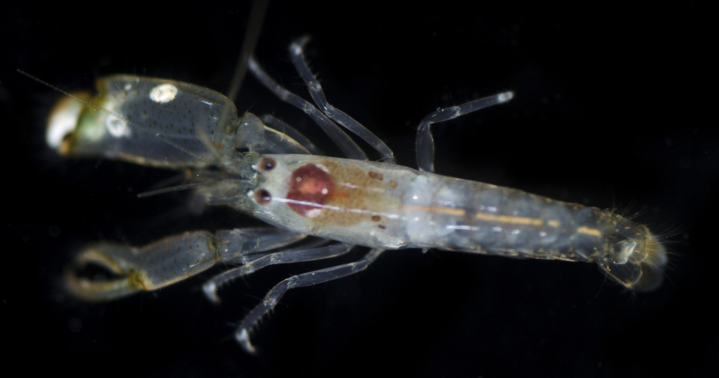 Metalpheus rostratipes